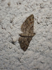 Gymnoscelis rufifasciata