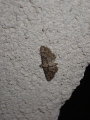 Gymnoscelis rufifasciata