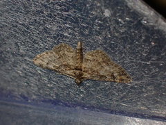 Gymnoscelis rufifasciata