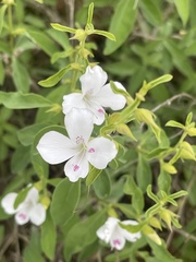 Barleria quadriloba