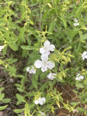 Barleria quadriloba