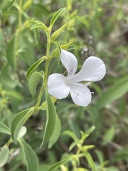 Barleria quadriloba