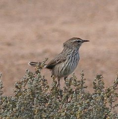 Calamanthus campestris