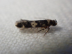 Oegoconia