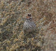 Calamanthus campestris
