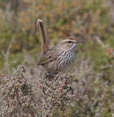 Calamanthus campestris