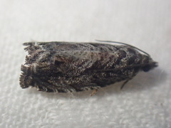 Tortricidae