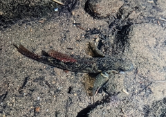 Gobiomorphus huttoni