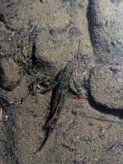 Gobiomorphus huttoni