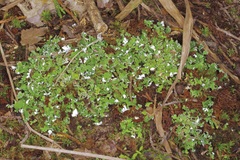Cladonia robbinsii