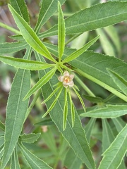 Jatropha spicata