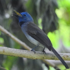 Hypothymis