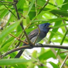 Hypothymis