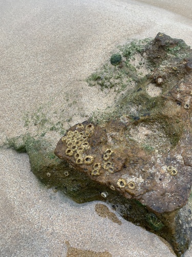 photo of Thoracican Barnacles (Thoracicalcarea)