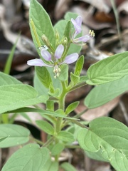 Cleome monophylla