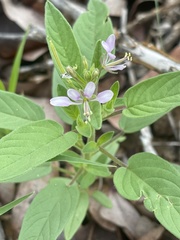 Cleome monophylla