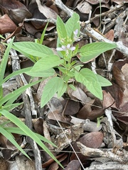 Cleome monophylla