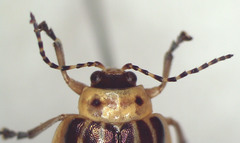 Oides bimaculicollis