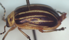 Oides bimaculicollis