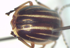 Oides bimaculicollis