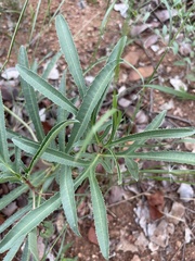Jatropha erythropoda