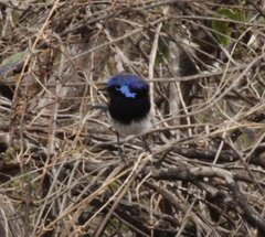 Malurus pulcherrimus