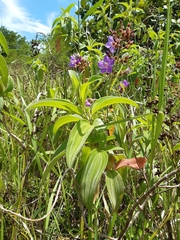 Dissotis princeps