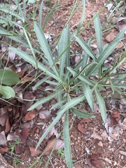 Jatropha erythropoda
