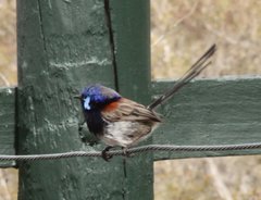 Malurus pulcherrimus