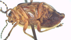 Oides bimaculicollis