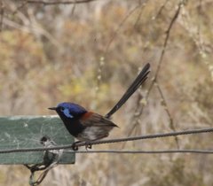 Malurus pulcherrimus