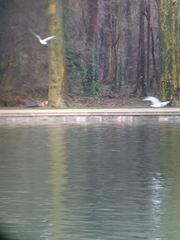 Chroicocephalus ridibundus