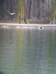 Chroicocephalus ridibundus