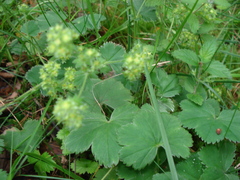 Alchemilla polessica
