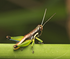 Methiolopsis geniculata