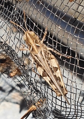Austroicetes