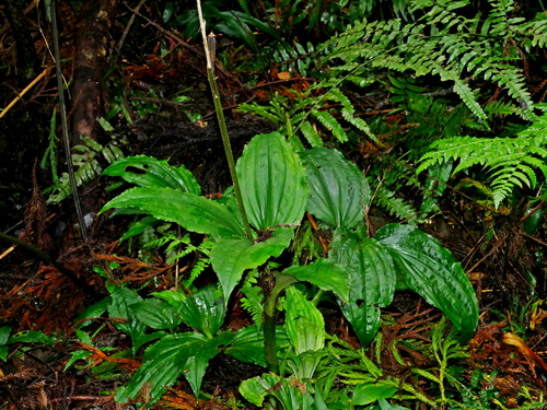 Image of Liparis gigantea by (c) Jacy Chen, some rights reserved (CC BY)