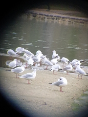 Chroicocephalus ridibundus