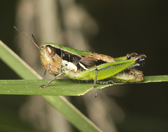 Methiolopsis geniculata