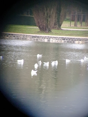 Chroicocephalus ridibundus