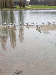 Chroicocephalus ridibundus