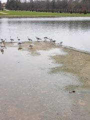 Chroicocephalus ridibundus