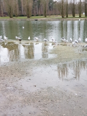 Chroicocephalus ridibundus