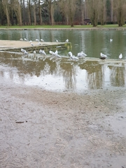 Chroicocephalus ridibundus