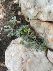 Actiniopteris radiata