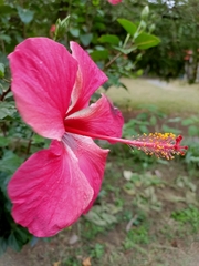 Hibiscus