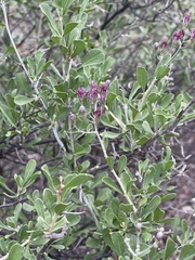 Orbivestus cinerascens