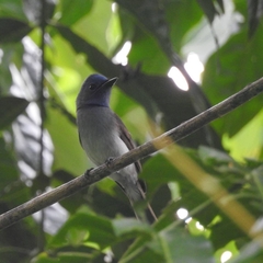 Hypothymis