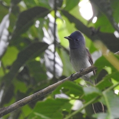 Hypothymis