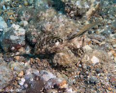 Dactylopus dactylopus